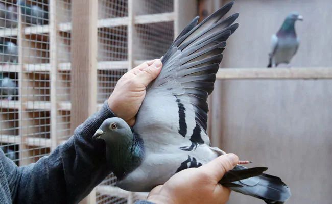 Racing pigeon sold for $1.9 million