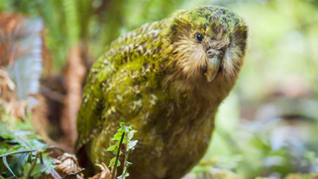 World's fattest parrot named Bird of the Year